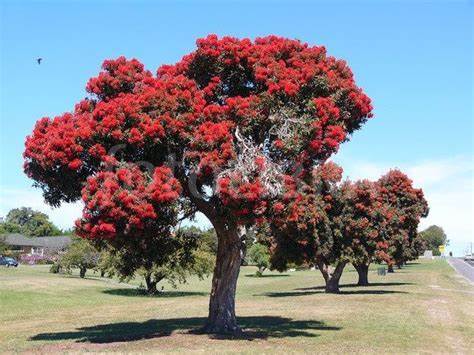 Trees