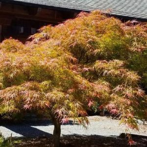 Acer palmatum ‘Villa Taranto’
