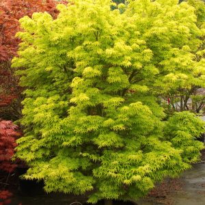 Acer palmatum ‘Shidava Gold’
