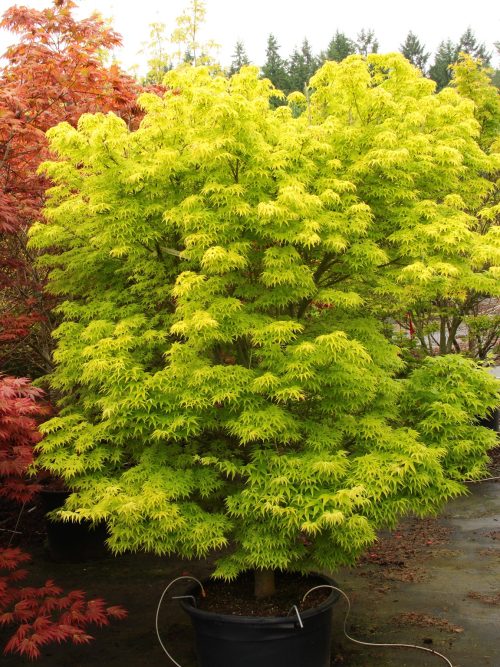Acer palmatum ‘Shidava Gold’