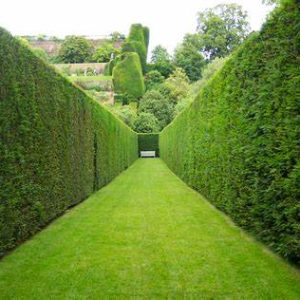 Hedging