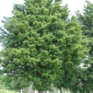 Podocarpus totara ‘Matapouri Blue’