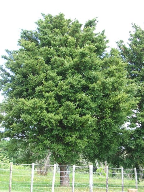 Podocarpus totara ‘Matapouri Blue’