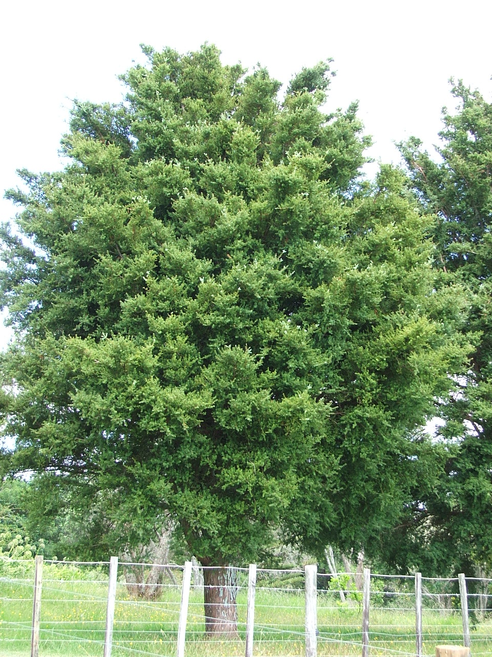 Podocarpus totara ‘Matapouri Blue’