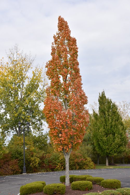 Acer rubrum ‘Armstrong’