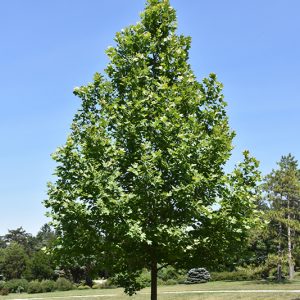 Platanus x acerifolia ‘Pyramidalis’