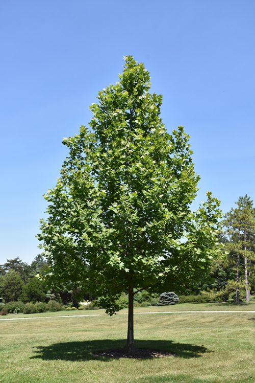 Platanus x acerifolia ‘Pyramidalis’