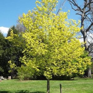 Acer capillipes