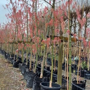 Acer negundo var. violaceum