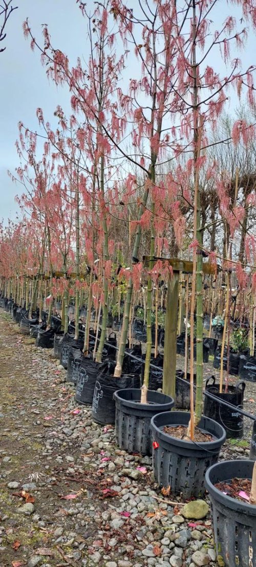 Acer negundo var. violaceum