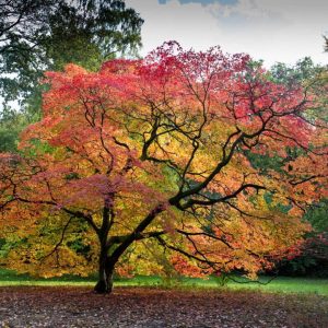 Acer palmatum