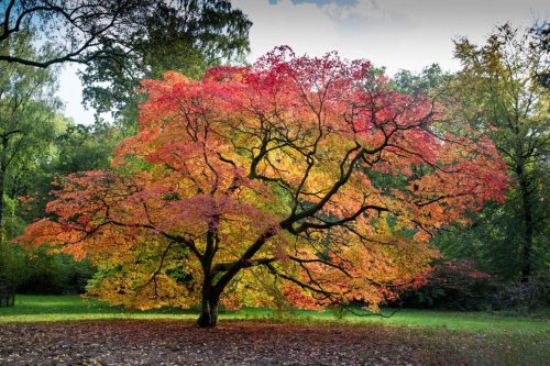 Acer palmatum
