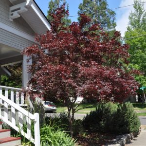 Acer palmatum ‘Bloodgood’