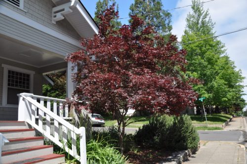 Acer palmatum ‘Bloodgood’