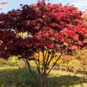Acer palmatum ‘Osakazuki’