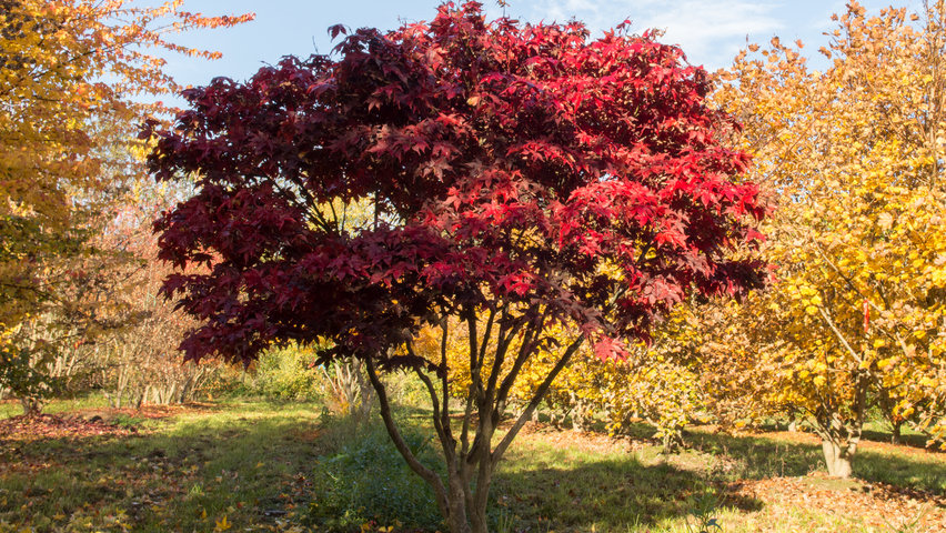 Acer palmatum ‘Osakazuki’