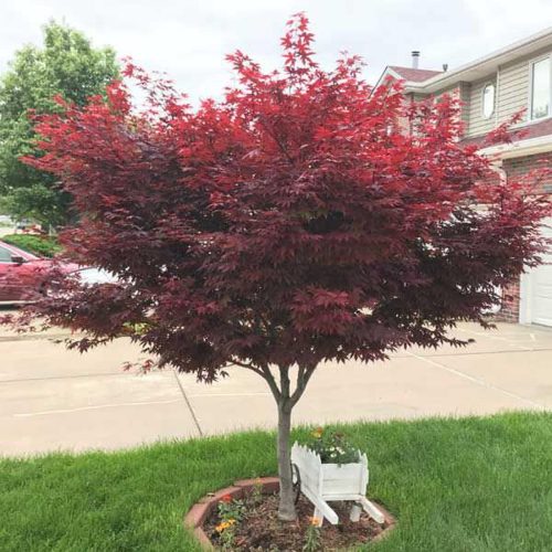 Acer palmatum ‘Red Emperor’