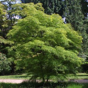 Acer palmatum ‘Scolopendrifolium’