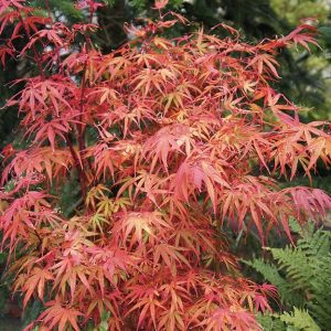 Acer palmatum ‘Scolopendrifolium Atropurpureum’