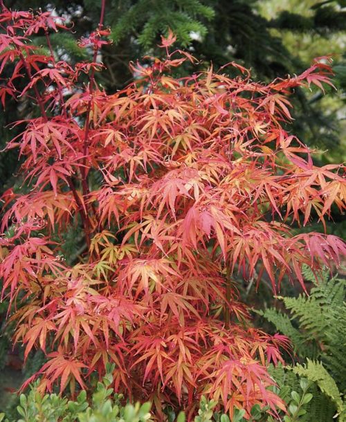 Acer palmatum ‘Scolopendrifolium Atropurpureum’