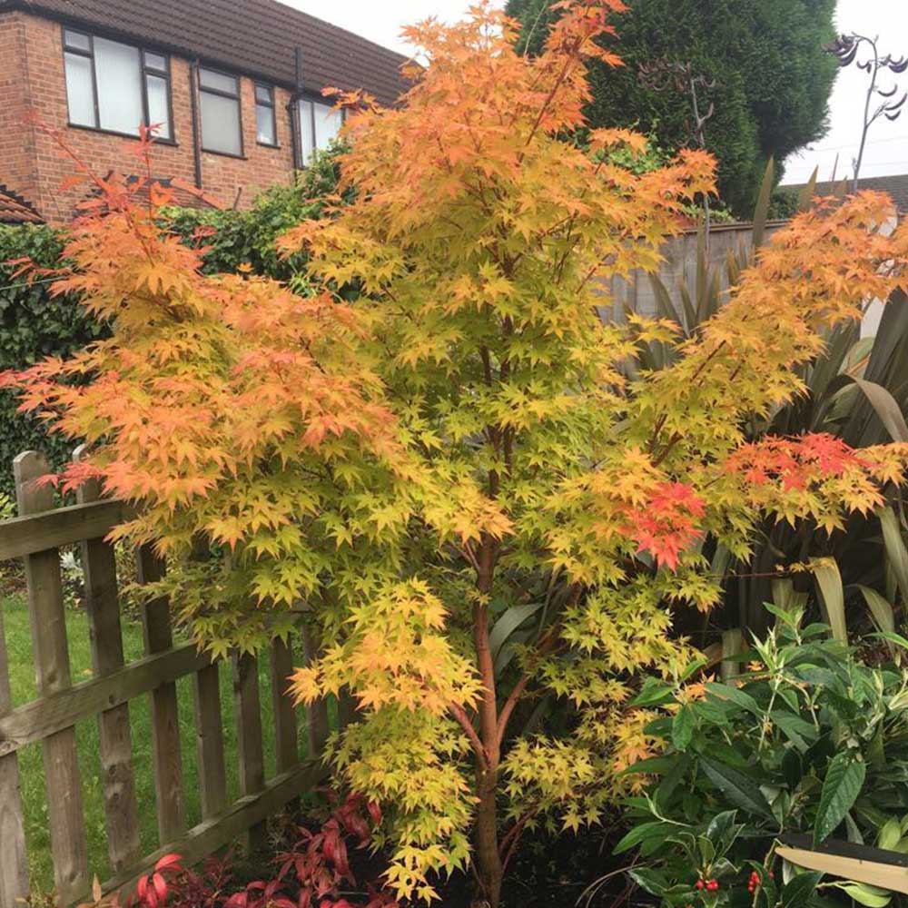 Acer palmatum ‘Senkaki’