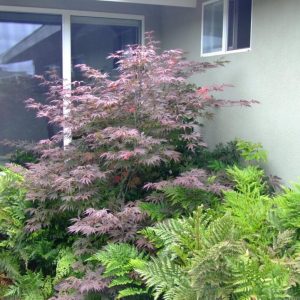 Acer palmatum ‘Shaina’