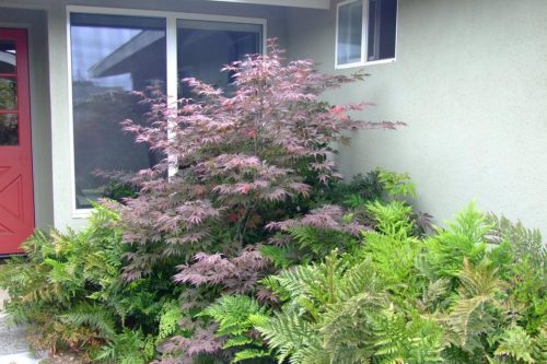Acer palmatum ‘Shaina’