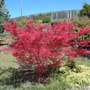 Acer palmatum ‘Shin-deshojo’