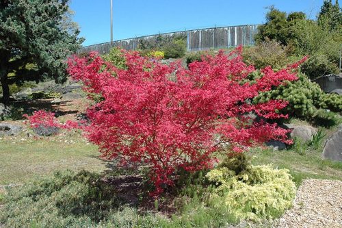 Acer palmatum ‘Shin-deshojo’