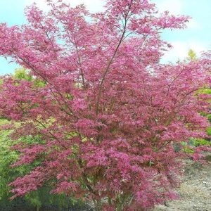 Acer palmatum ‘Shirazz’