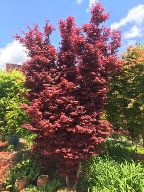 Acer palmatum ‘Skeeter’s Broom’