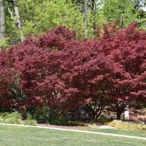 Acer palmatum ‘Sumi-nagashi’