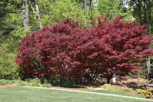 Acer palmatum ‘Sumi-nagashi’