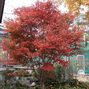 Acer palmatum ‘Trompenburg’