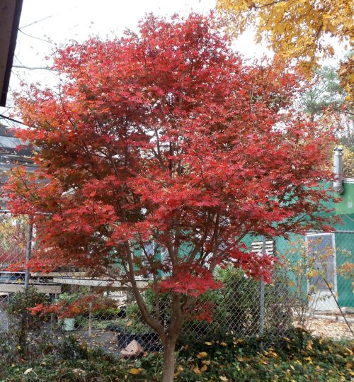 Acer palmatum ‘Trompenburg’