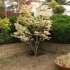 Acer palmatum ‘Ukigumo’