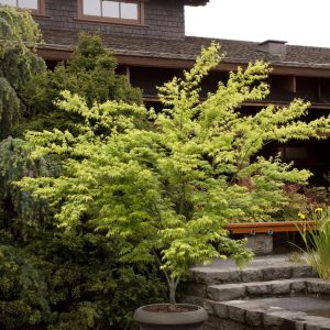 Acer palmatum ‘Ukon’