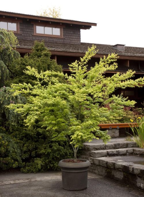 Acer palmatum ‘Ukon’