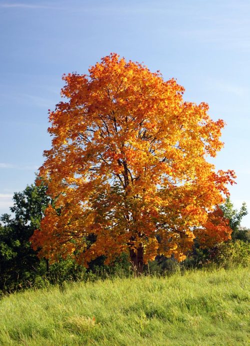 Acer platanoides