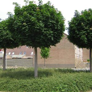 Acer platanoides ‘Globosum’