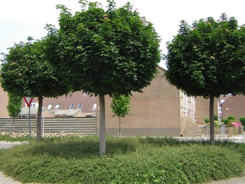 Acer platanoides ‘Globosum’