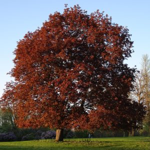 Acer platanoides ‘Nigrum’