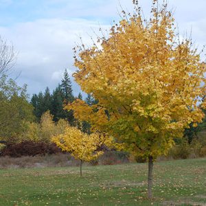 Acer platanoides ‘Princeton Gold’