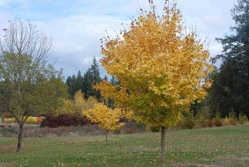 Acer platanoides ‘Princeton Gold’