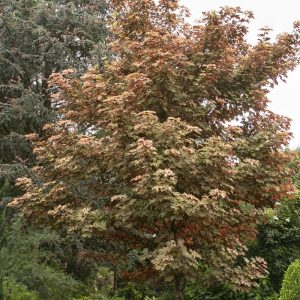 Acer pseudoplatanus ‘Esk Sunset’
