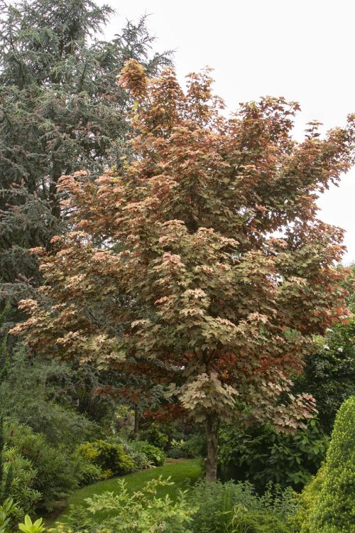 Acer pseudoplatanus ‘Esk Sunset’