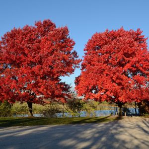 Acer rubrum ‘Autumn Glory’