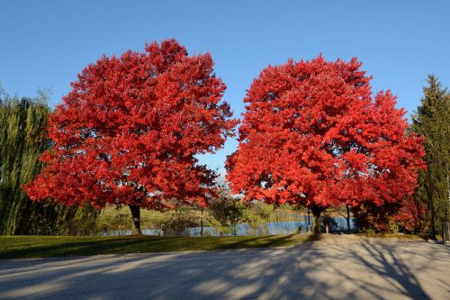 Acer rubrum ‘Autumn Glory’