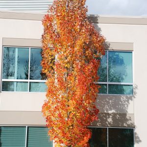 Acer rubrum ‘Bowhall’