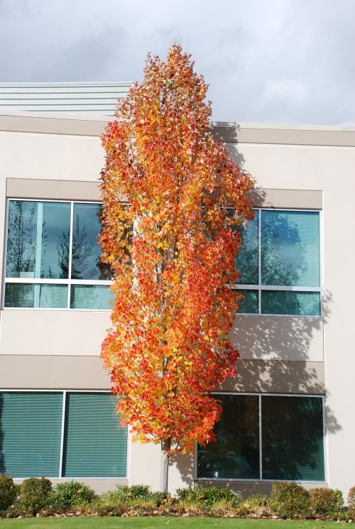 Acer rubrum ‘Bowhall’